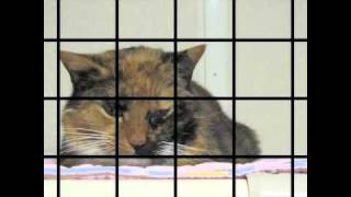 Molly, PSA, Surrendering Animals