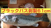 魚の剥製の作り方 Youtube