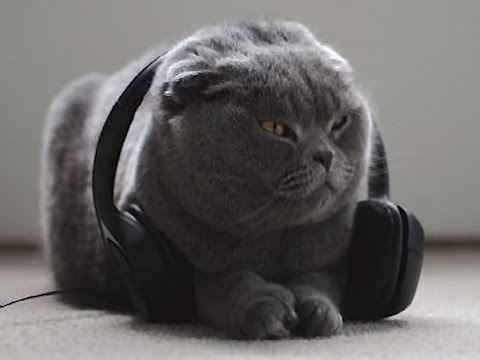 So klingt Musik, die Katzen glücklich macht: Extra für Tiere komponiert - Nichts für den Menschen