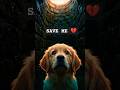 Mother Dog Saves Her Puppy From | Emotional Rescue Story
