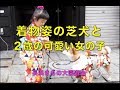 着物姿の柴犬と２歳の女の子
