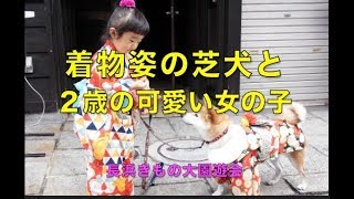 着物姿の柴犬と２歳の女の子