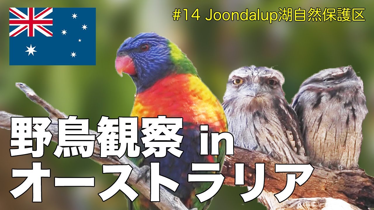 【海外野鳥観察】Joondalup湖自然保護区でバードウォッチング(解説付き)