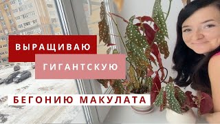 Выращиваю гигантскую бегонию макулата