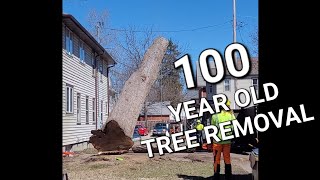 Cutting Down A Tree In The City | @GameofTrees