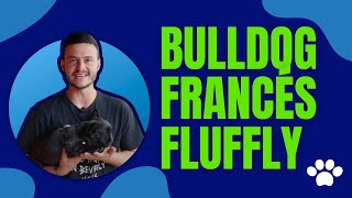 FLUFFLY FRENCH BULLDOG DELIVERY