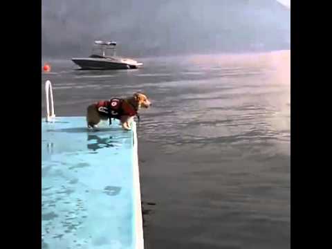 dog water jumping