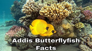 Addis Butterflyfish | Facts