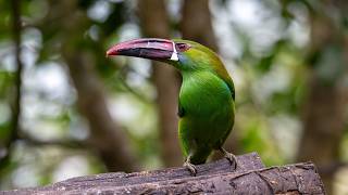 Tanagers, Toucans and more!