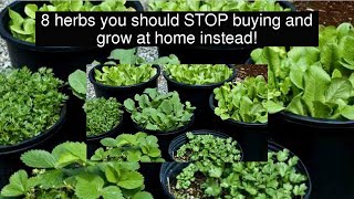 8 herbs you should STOP buying and grow at home instead