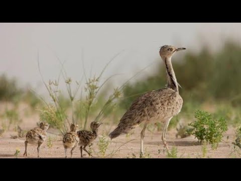     تلور تلور نایاب پرندہ    