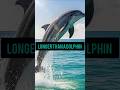 The Animal That Breathes Longer Than a Dolphin (Not What You Think) #dolphintale #dolphindreams