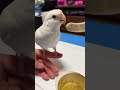 オカメインコのルクが可愛かった。|2026.01.14|Shot on Apple iPhone 15 Pro MAX|#shorts