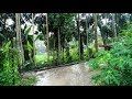 Amazing rain in my village Bangladesh I For Relaxing and Healing