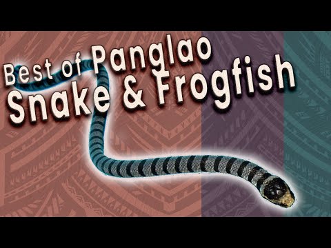 Doljo Point HIGHLIGHTS: 15-Min Dive (Turtles, Frogfish, Sea Krait!) | Panglao, Philippines