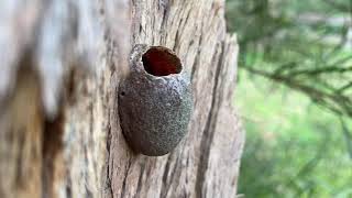 Casey's Biodiversity - Part 1:  Into the backyard