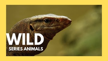 Monitor Lizard: Monster Lizards Hunting Prey | WILD Series Animals