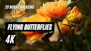 Real 4K HD |Flying Butterflies | MAX Clip in 4K
