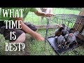 Whens the Best Time to Introduce new Chickens to your Flock