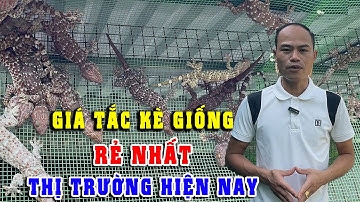CẬP NHẬT GIÁ TẮC KÈ GIỐNG RẺ NHẤT THỊ TRƯỜNG HIỆN NAY | KHỞI NGHIỆP CHĂN NUÔI