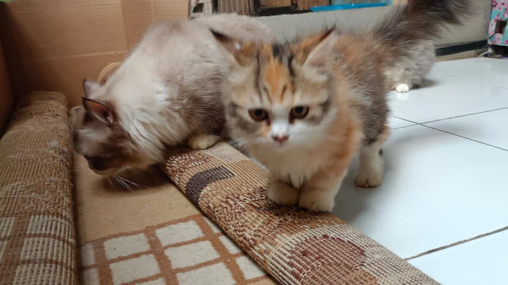 Watch the video about Kucing Milky live sore