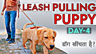 Puppy Training Day 4 : Stop Puppy or Dog Leash Pulling in Just 15 Minutes !! (in Hindi) by SMART DOG TRAINING 29,424 views 1 year ago 7 minutes, 53 seconds