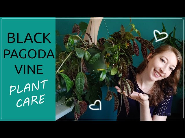 BLACK PAGODA VINE PLANT CARE! How To Grow Aeschynanthus Longicaulis / Zebra Basket Vine House plant class=