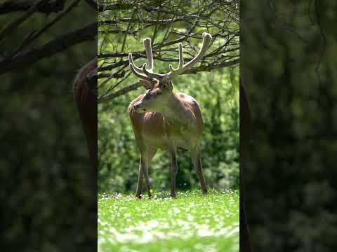 Videó: Érdekes Kedves O 'Deer Planter Újraformálva a mindennapi dolgok észlelését