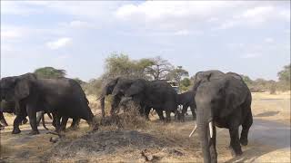 Africa Tarangire National Park - extended video