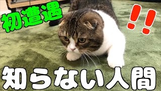 初対面の人間に猫はどう反応するのか？
