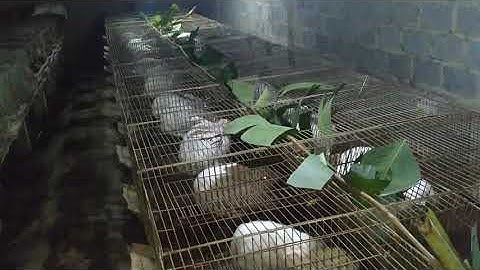 5 lý do lá chuối là thức ăn tốt nhất cho thỏ | KỸ THUẬT NUÔI THỎ