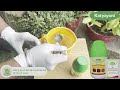 How to use katyayaniflowering booster  flowering  organic farming  agriculture fyp flowers
