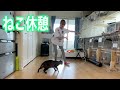 疲れて猫とたわむれるひかみみ！！【ココロマン普段の様子】