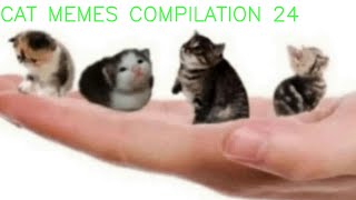 cat memes compilation 24