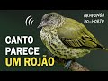 CANTO INTRIGANTE da ARAPONGA-DO-HORTO e outras aves da Mata Atlântica! | Passarinhando na floresta