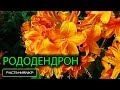 Уличная Азалия или листопадный Рододендрон / Ботанический сад Харьков