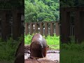 Elephant playing in the mud  naturelax