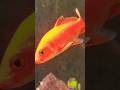 Beautiful Carp Fish