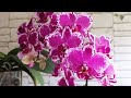 Цветущие орхидеи в моей коллекции! Сентябрь 2020.
