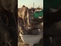 Dubai Camel meal time