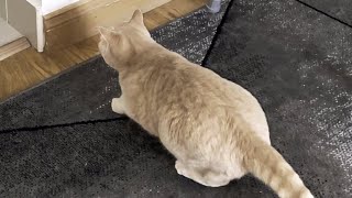 Cat Wiggles Butt Before Charging At Other Cat by Tom & Mimi 2,246 views 2 months ago 11 seconds