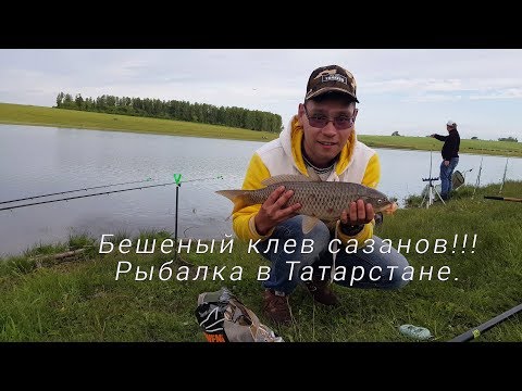 Бешеный клев сазана в начале лета!!! Сазанья рыбалка в Татарстане. День первый.