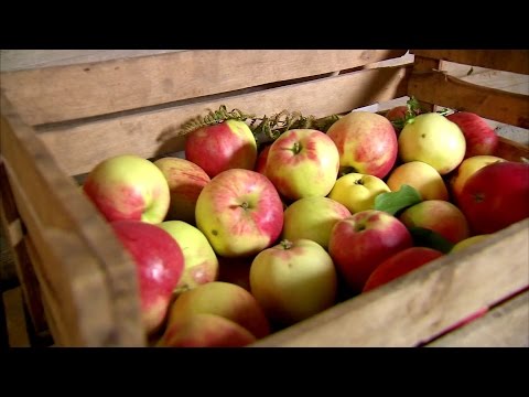 ЯБЛОКИ: как сохранить яблоки свежими - 7 дач