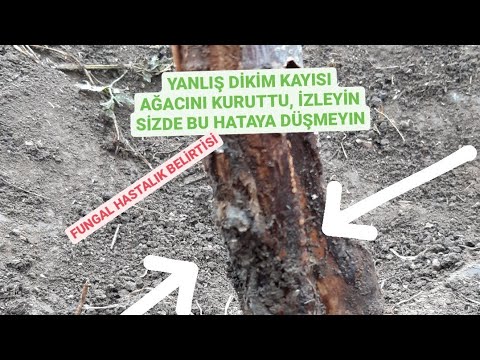 Video: Kiraz Ağaçlarında Mantar Çürüğü - Armillaria Kök Çürüğü ile Kiraz Nasıl Tedavi Edilir
