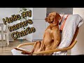 Charlie a magyar vizsla egy napja