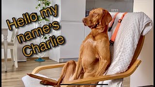 Charlie a magyar vizsla egy napja