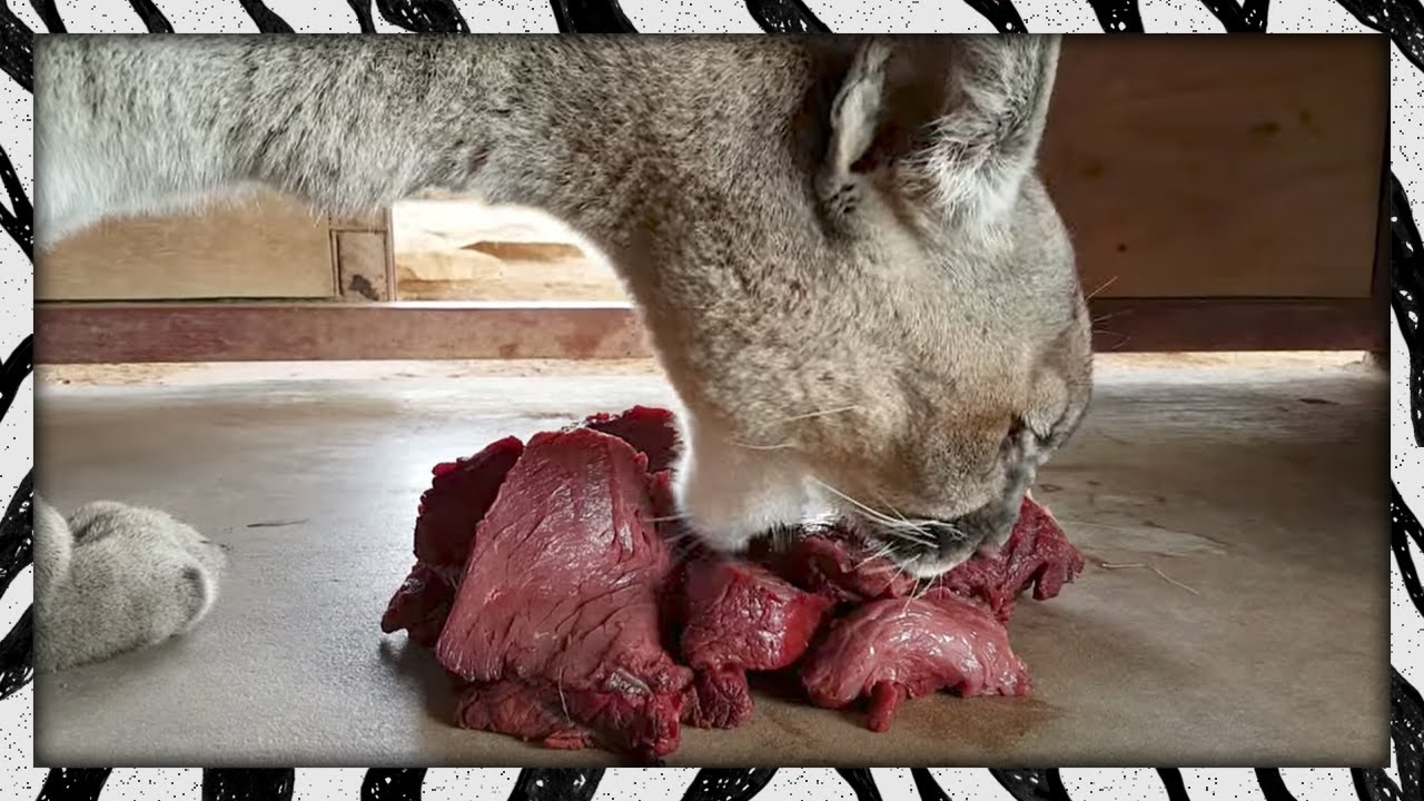 big cat derek soft and squishy Cassie's Pile O' Proteins | COUGAR FEEDING TIME