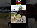 少女が馬を歩かせる