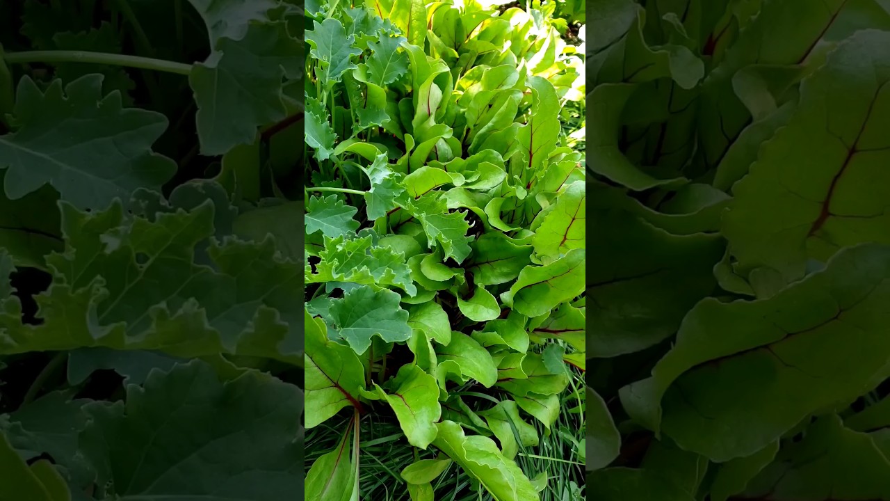 Baby Kale, Beet Salad Green 