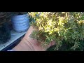 Crassula humbertii fácil de cultivo 🌱.@soyrenpuentee